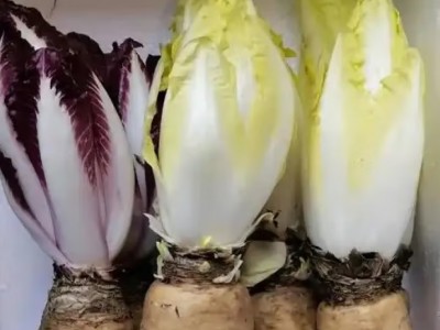 鲜得手禹道【有机菊苣】金玉兰菜健